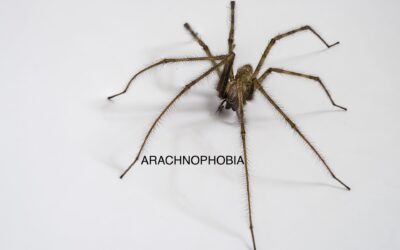 Arachnophobia